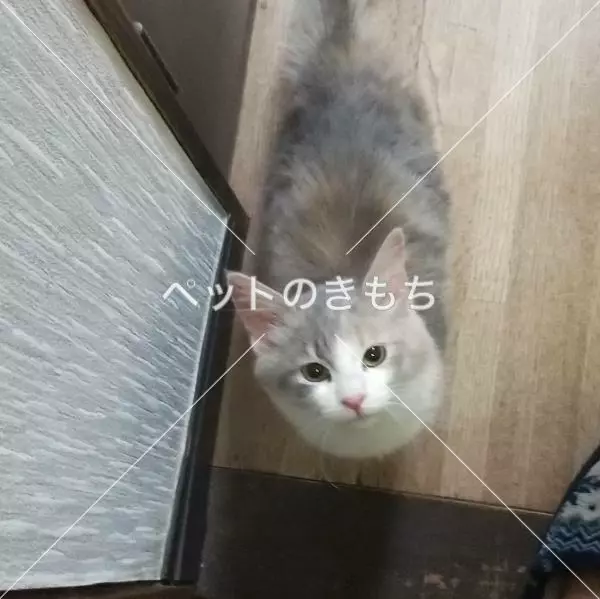 保護猫の画像