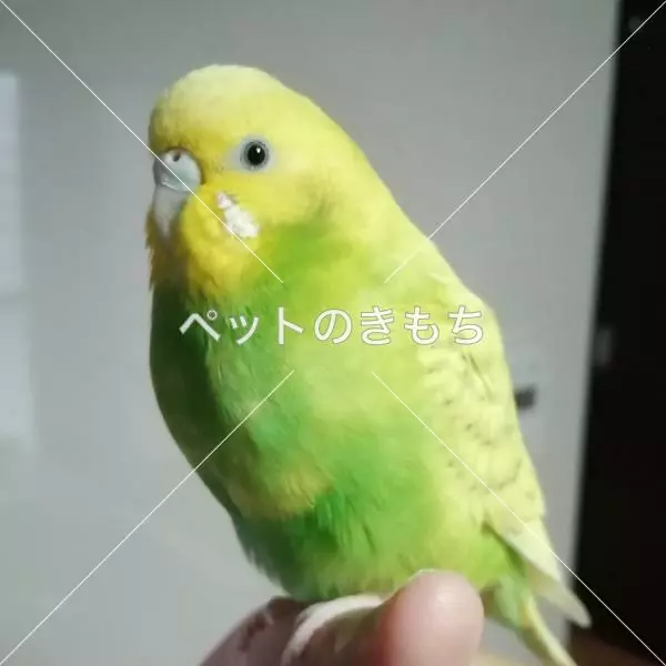 迷子鳥の画像
