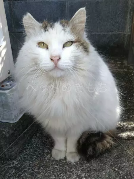 迷子猫の画像