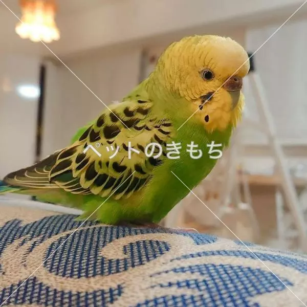 迷子鳥の画像