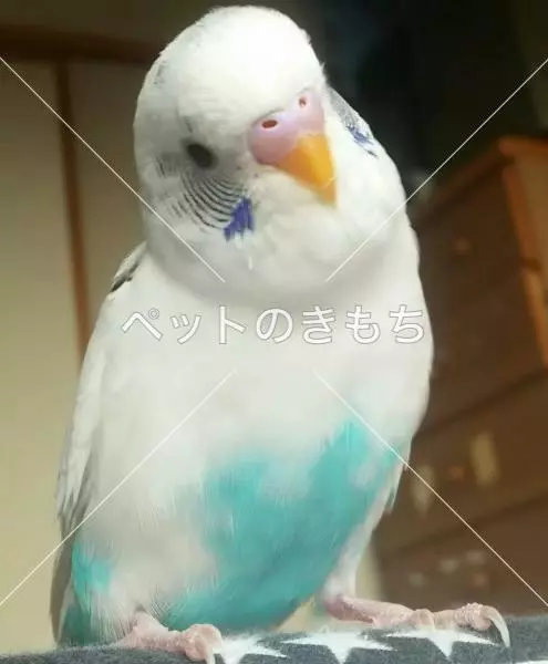 迷子鳥の画像