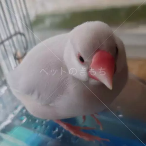 迷子鳥の画像