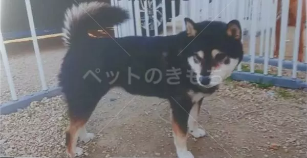 迷子犬の画像