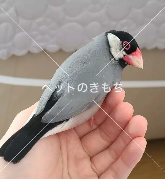 迷子鳥の画像