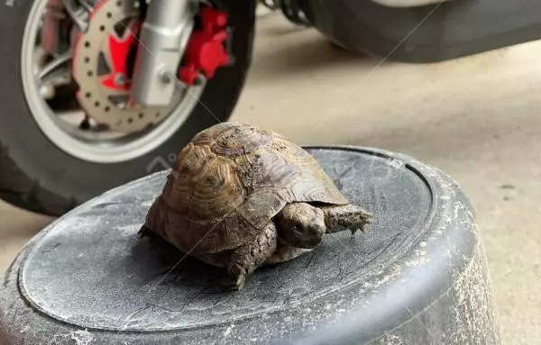 保護ペットの画像