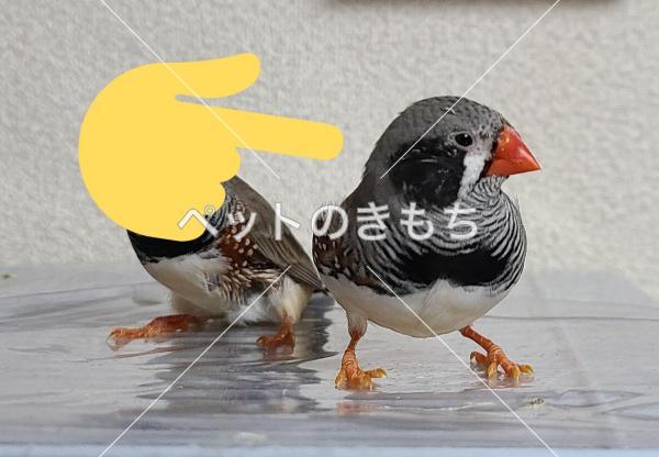 迷子鳥の画像