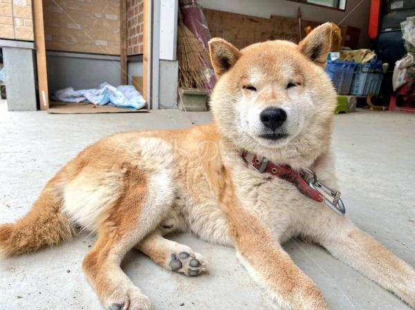 保護犬の写真