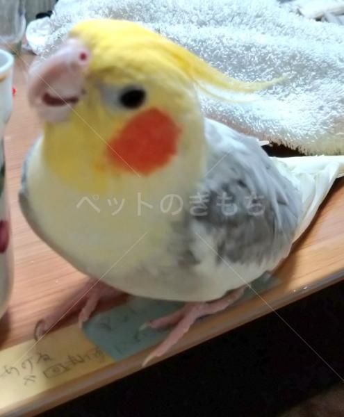 迷子鳥の画像