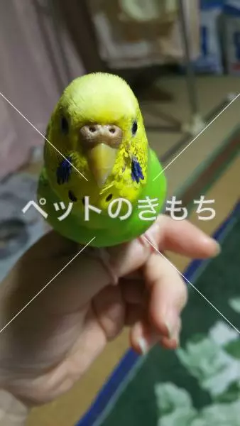 迷子鳥の画像