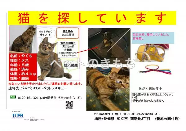迷子猫の画像