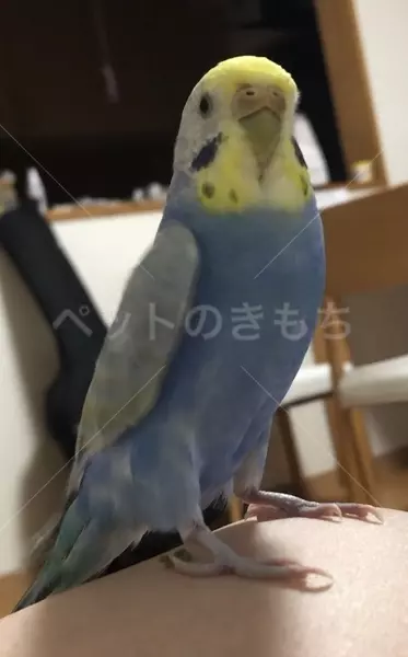 迷子鳥の画像
