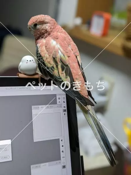 迷子鳥の画像