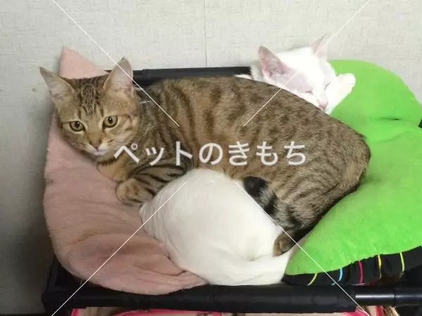 迷子猫の画像