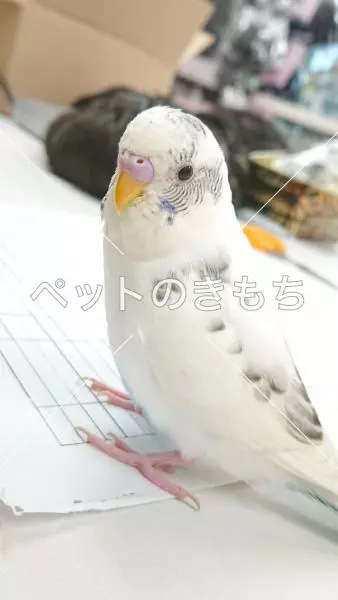 迷子鳥の画像
