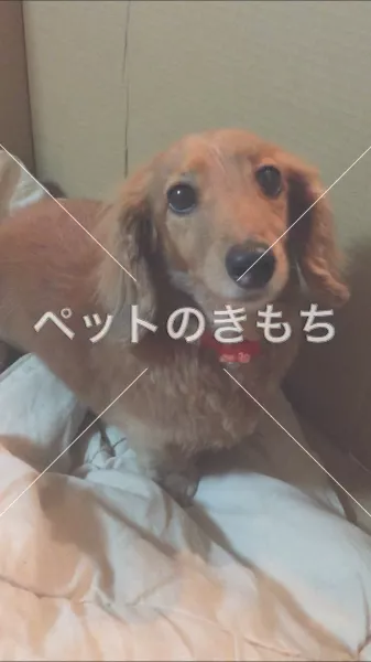 コメント投稿の画像