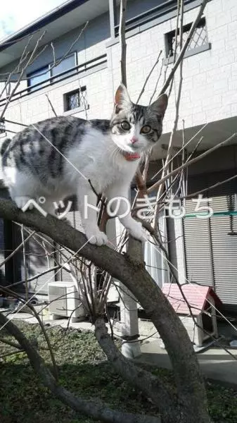 迷子猫の画像