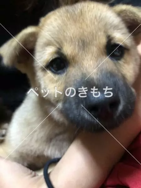 迷子犬の画像