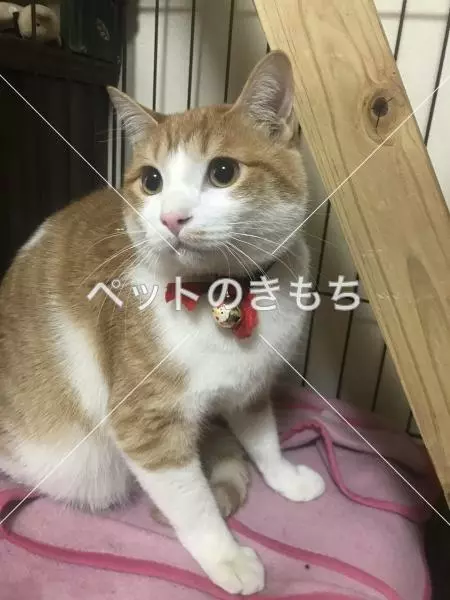 迷子猫の画像