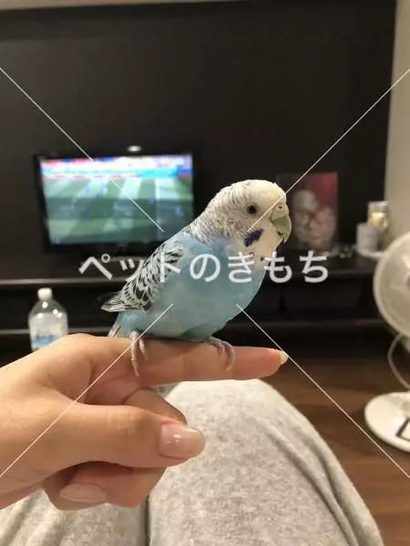 迷子鳥の画像