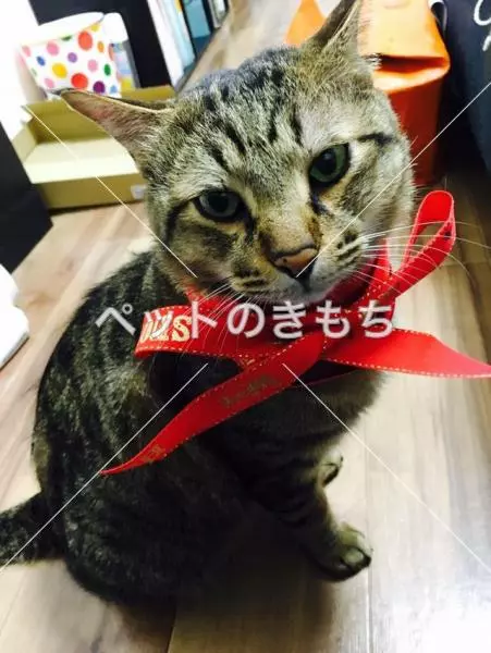 迷子猫の画像