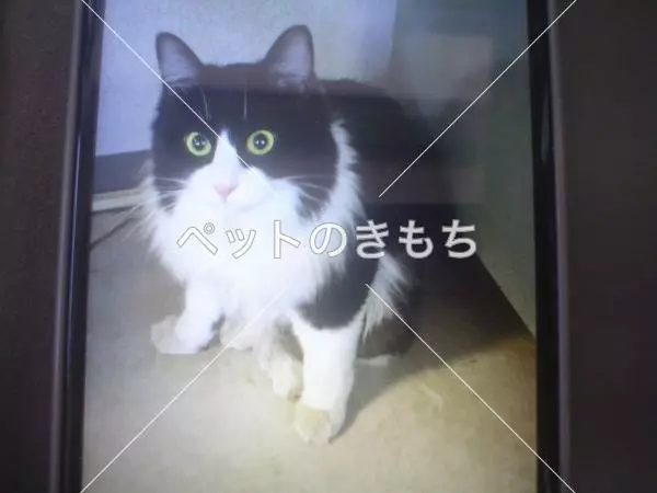 迷子猫の画像