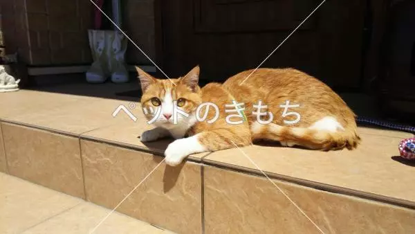 迷子猫の画像