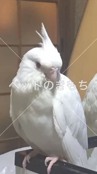 迷子鳥の画像