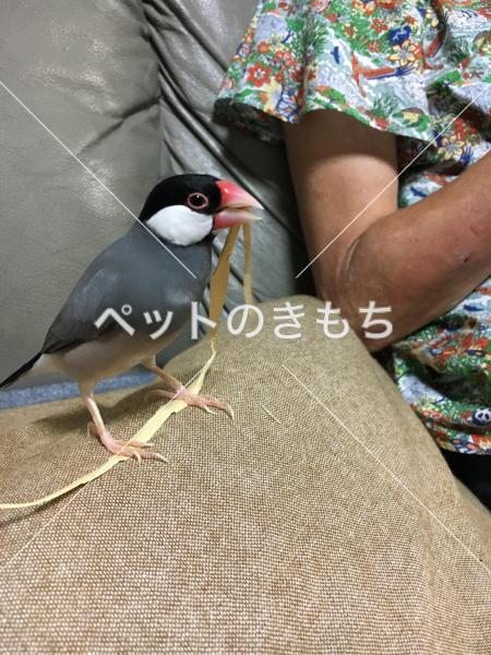 迷い鳥の写真