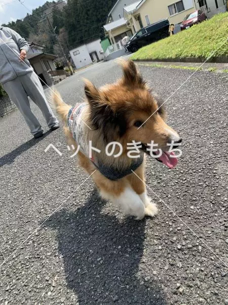 迷子犬の画像