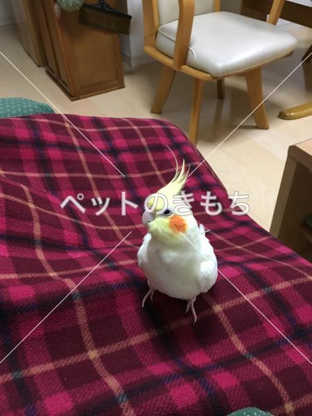 迷子鳥の画像