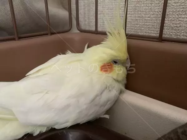 コメントの画像