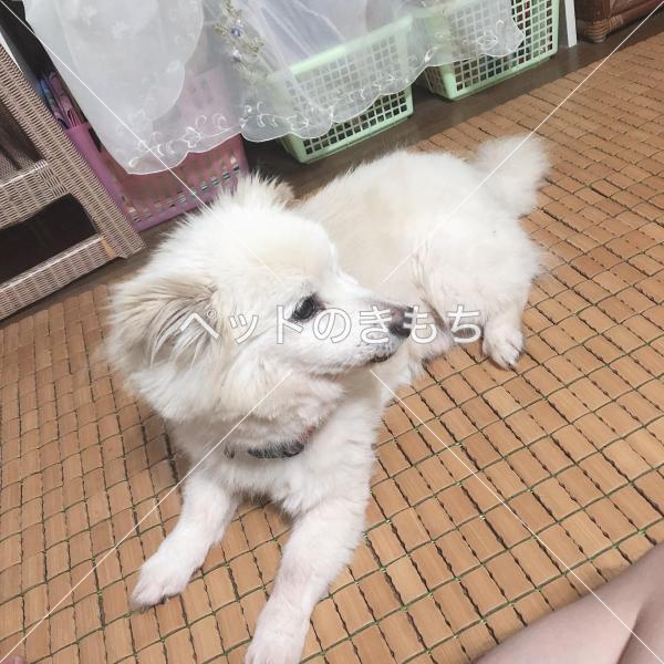 迷い犬の写真