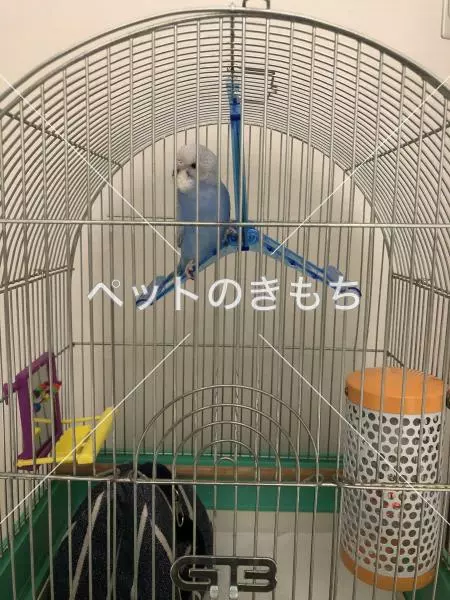 迷子鳥の画像