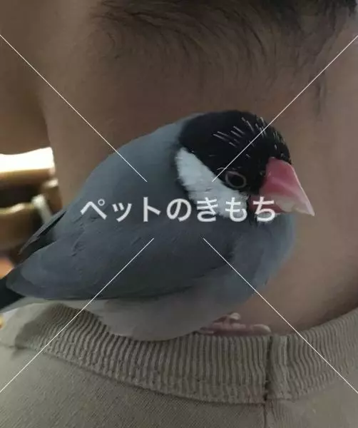 迷子鳥の画像