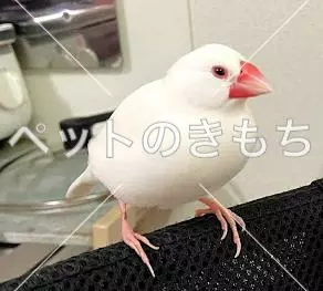 迷子鳥の画像