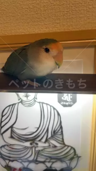 迷子鳥の画像