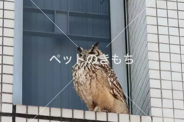 コメント投稿の画像