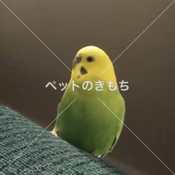 迷子鳥の画像