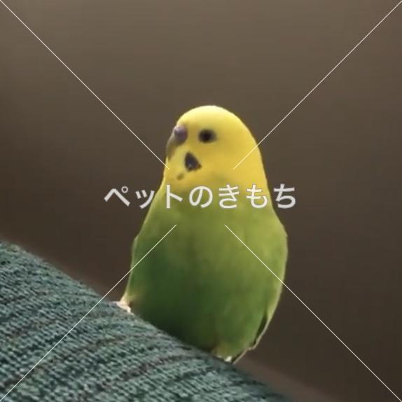 迷子鳥の画像