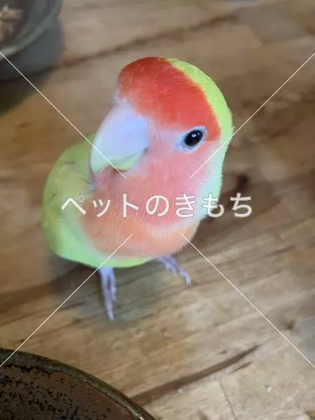 迷子鳥の画像
