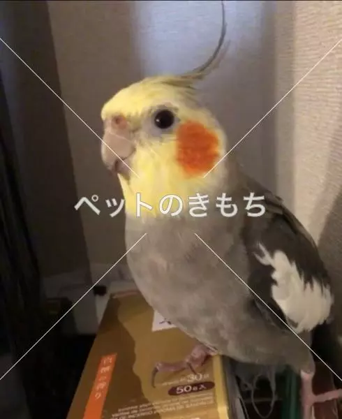 迷子鳥の画像