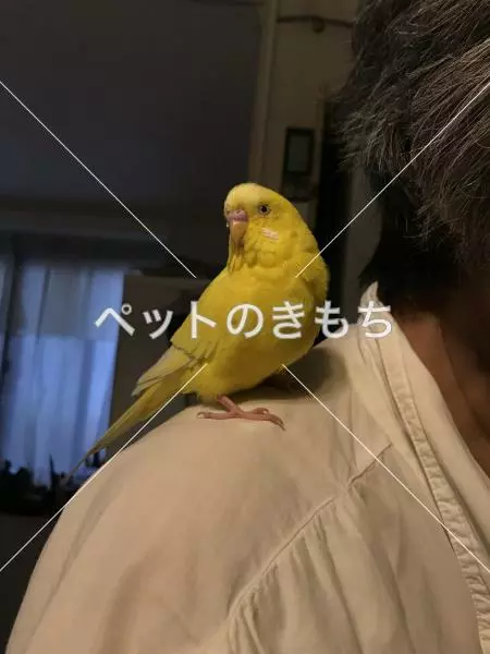 迷子鳥の画像