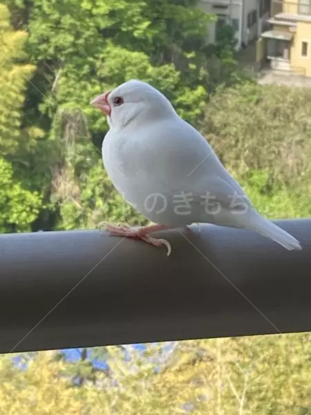 迷子鳥の画像