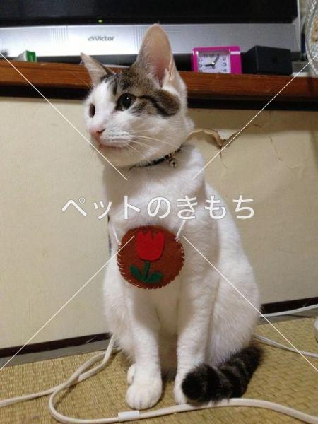 迷子猫の画像