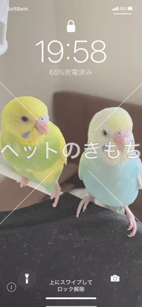 迷子鳥の画像