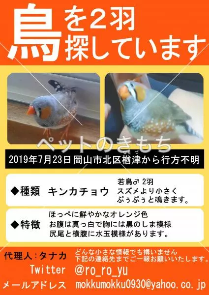 迷子鳥の画像