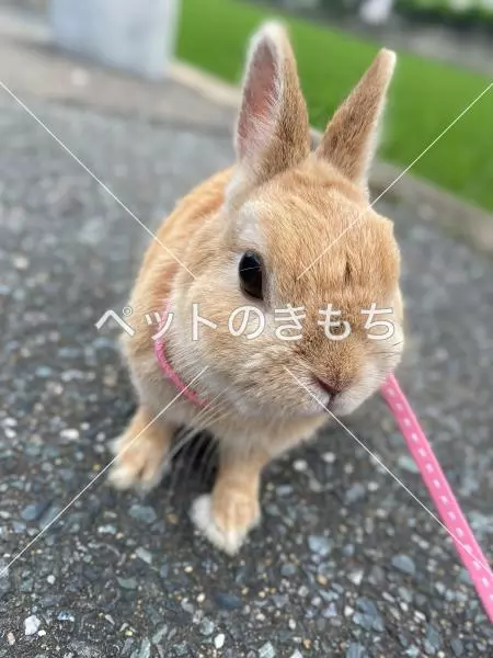 迷子ペットの画像