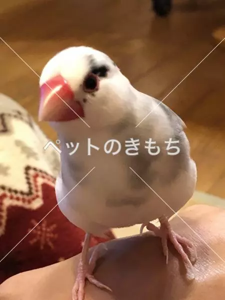 迷子鳥の画像