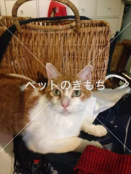 迷子猫の画像