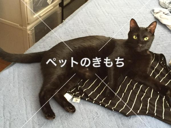 迷い猫の写真